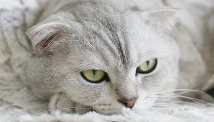 九游（jiuyou.com）游戏-阿尔阿赫利关键球员发挥核心作用，阿尔阿赫利什么意思