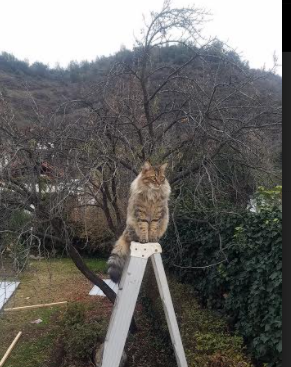 中巡赛与腾讯合作,提升赛事直播互动性,中巡赛 网球最新消息