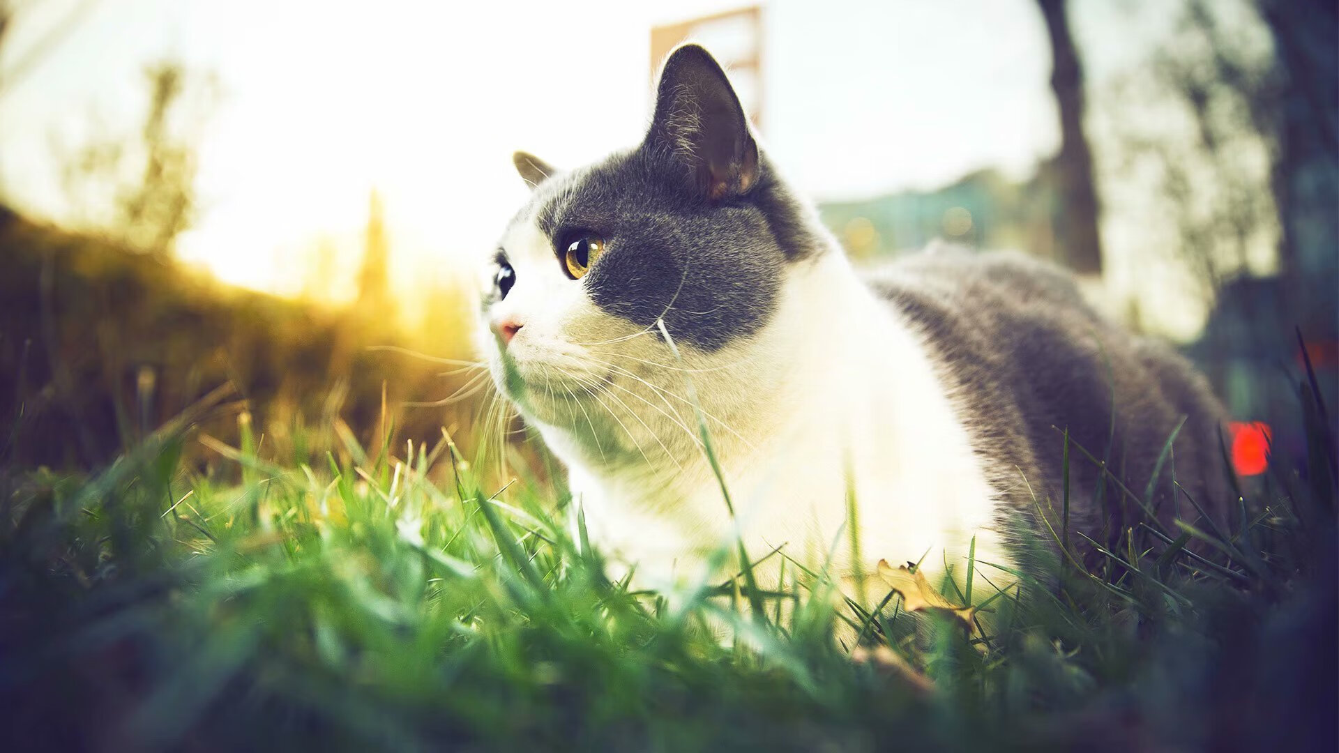 九游娱乐APP-CBA联赛裁判技术评估体系，cba的裁判水平怎样