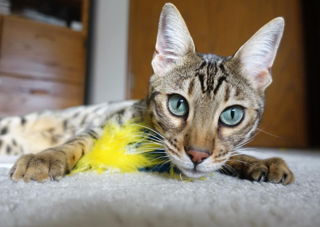 九游娱乐-凯尔特人击败独行侠，全明星赛前哨战中塔图姆三分雨不断，凯尔特人选中塔图姆