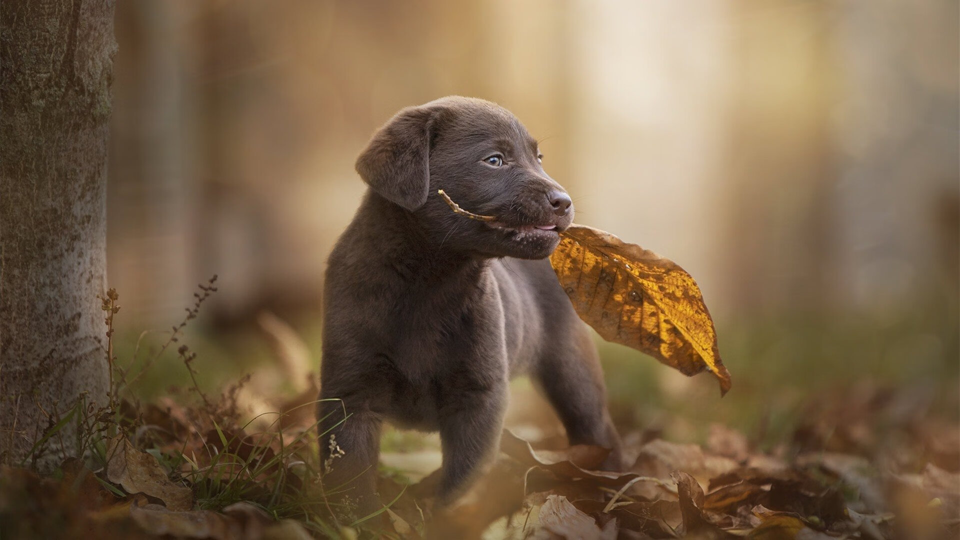 九游游戏中心官网-守门员是否应参与战术开会提高临场判断，守门员的基本要求