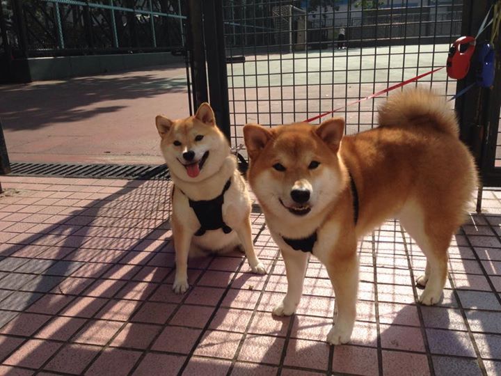 九游娱乐(jiuyou)官网-皇马在世俱杯中夺冠，完成五冠伟业，皇马 世纪最佳俱乐部