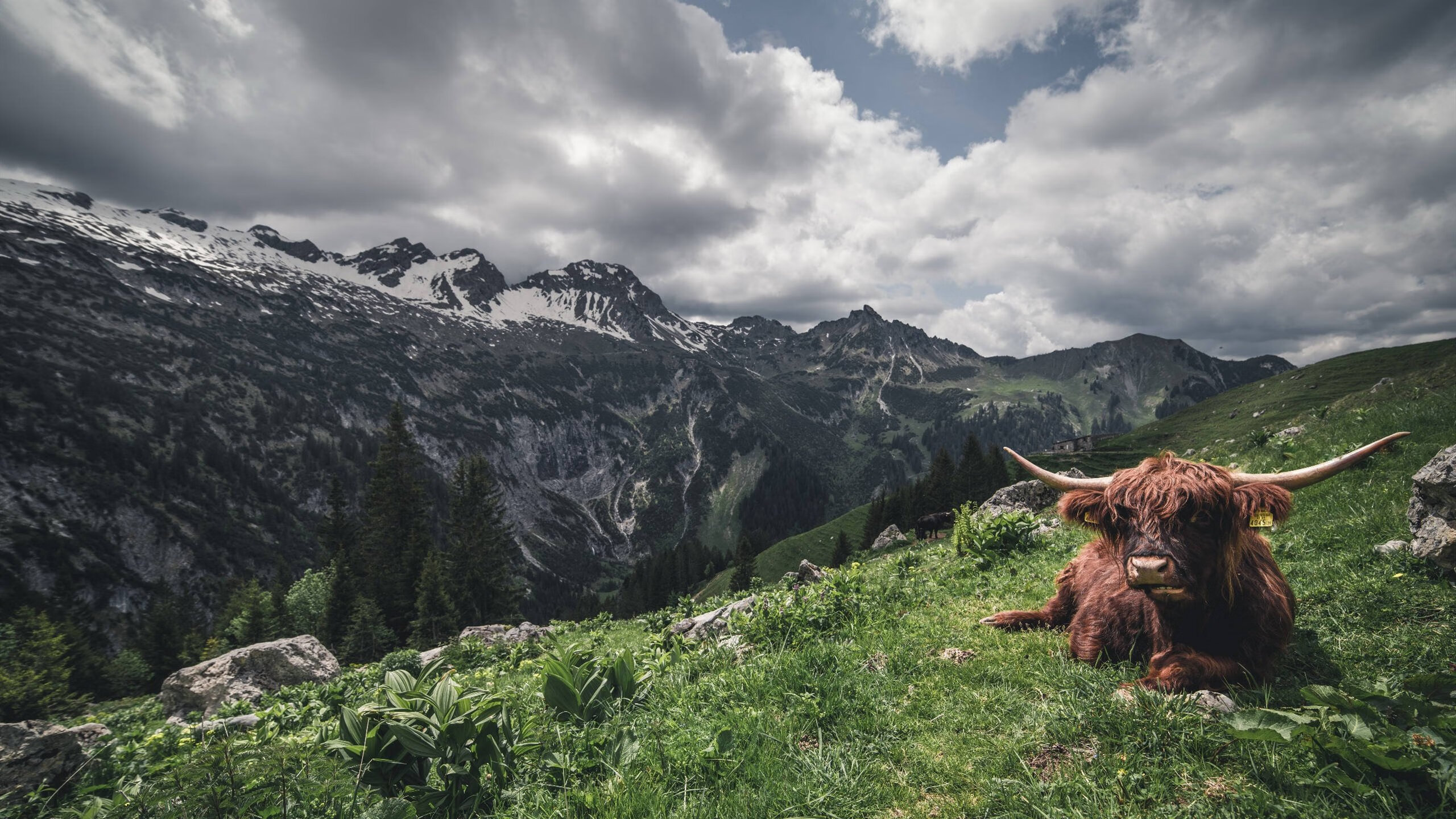 中国篮球职业联赛裁判员执法行为分析,篮球裁判执裁案例解读