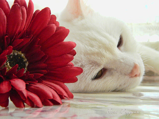 英超赛季中后期球员肌肉损伤风险与训练节奏关系研究，英超肌肉前锋