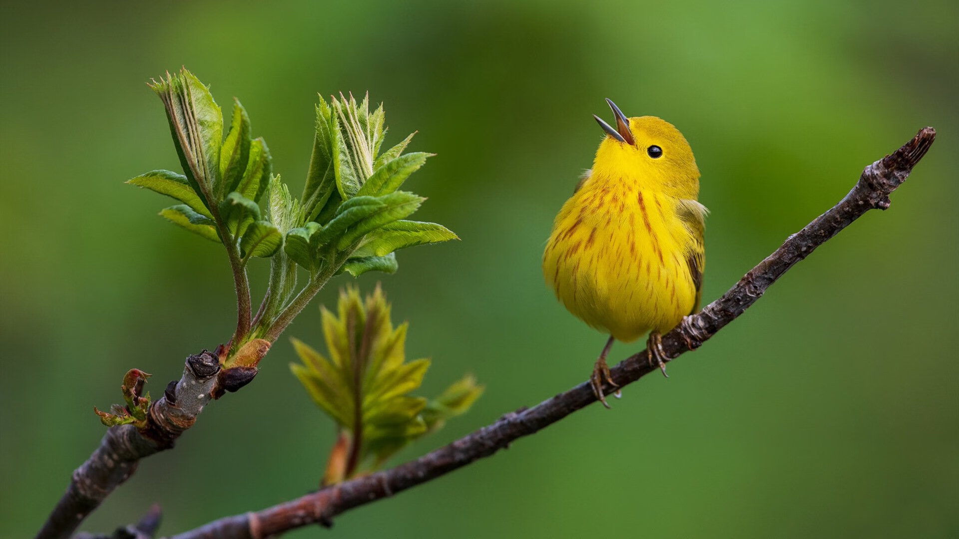 九游9游-2024年印度队表现：勇于迎战，逐步成长为世界级队伍，二零二一年印度