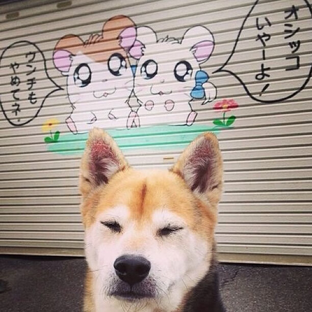 伊朗男篮在亚洲预赛中拼搏奋战,迈向奥运奖牌梦想,伊朗男子篮球队