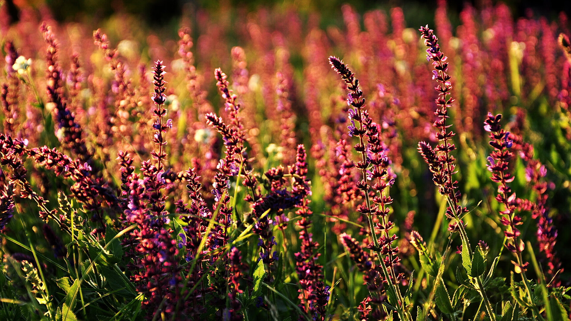 九游app下载中心-意甲场上奇迹：连续进球成就传奇，意甲连胜纪录