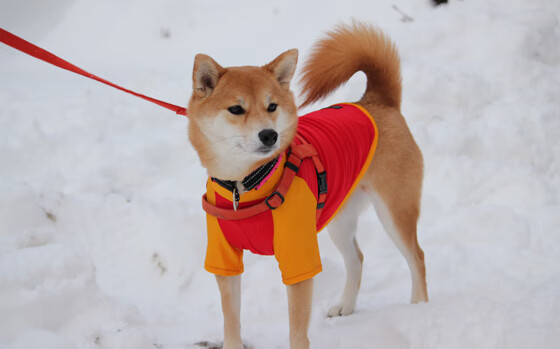 九游网页版官网-村超计划设立跨省对抗赛提升联赛竞技含量