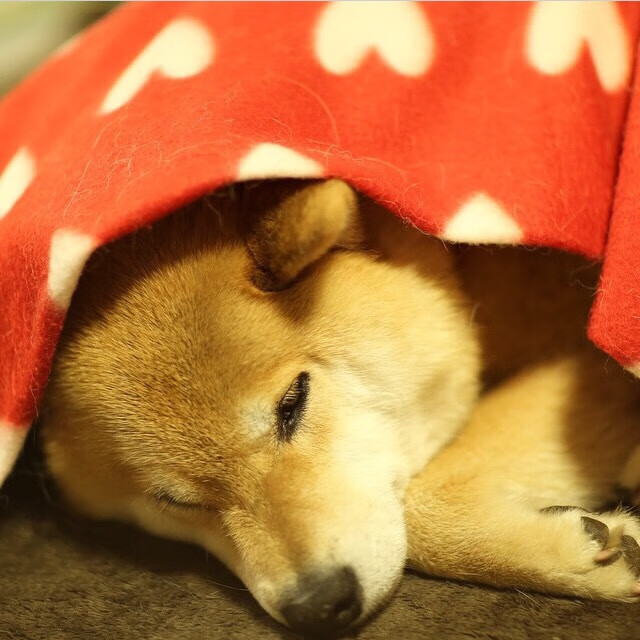 福特:全黑队的战术关键人物,攻防两端均能贡献巨大,福特黑武士汽车报价价格