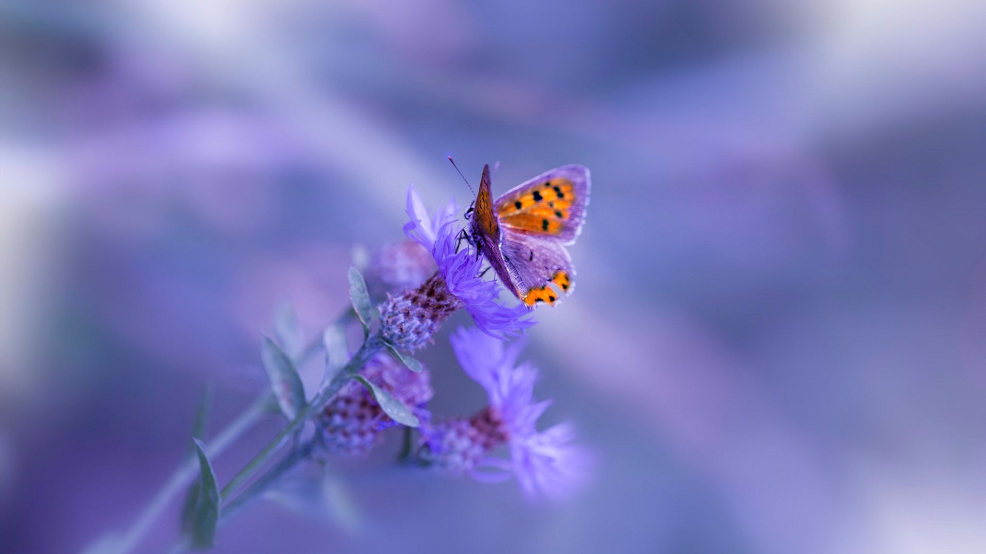 九游登录中心-老鹰后卫突破效率提升连得关键六分，老鹰的后卫是谁